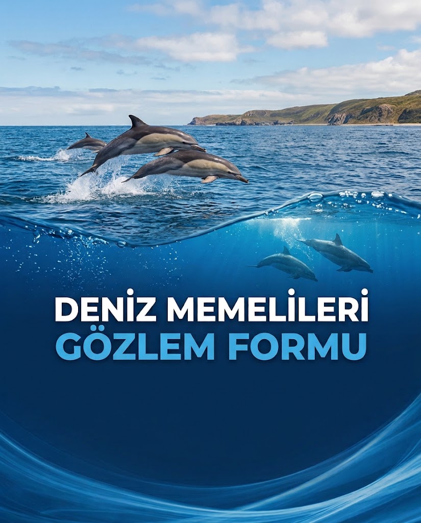 DENİZ MEMELİLERİ GÖZLEM FORMU