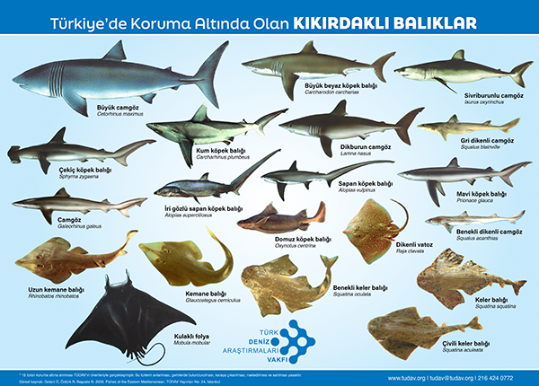 kikirdakli-baliklar_43850.jpg