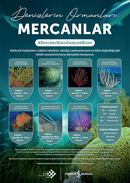 mercanlar_18274.jpg