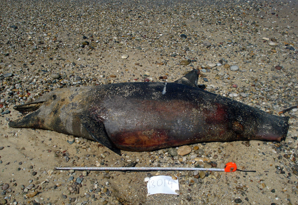 No dolphin – No fish