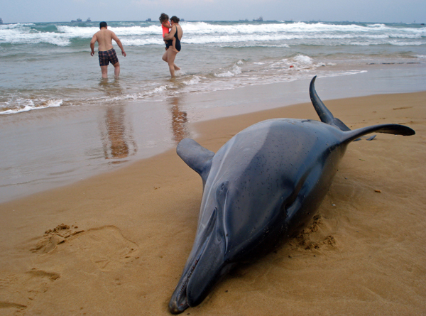 No dolphin – No fish