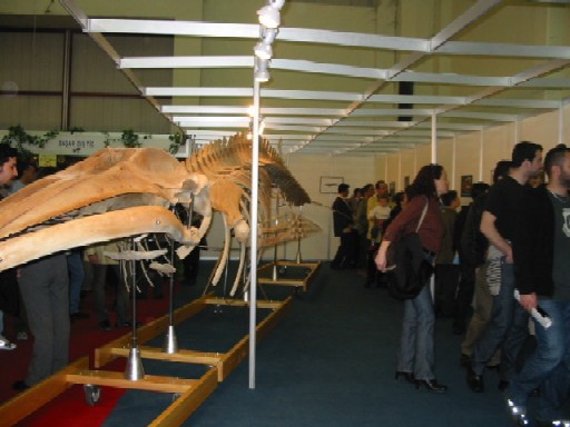 Boat Show 2002