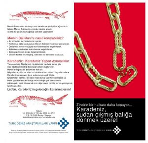 Karadeniz'de Nesli Azalan Mersin Balığının Korunması Projesi