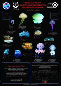 Jellyfishes of Eastern Mediterranean