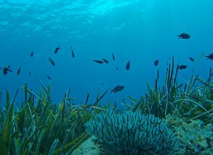 Gökçeda Deniz Parkı Sualtı Şnorkel Fotoğraf Yarışması