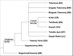 Türkiye Deniz ve İçsularında Koruma Altındaki Türler
