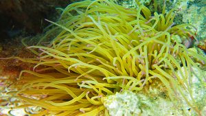 Gökçeda Deniz Parkı Sualtı Şnorkel Fotoğraf Yarışması