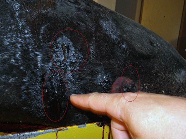 Detailed Report on the Death of the Mediterranean Monk Seal 2013