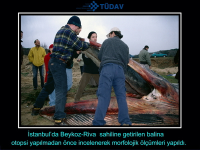 Bir balinanın hikayesi 2000