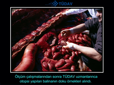 Bir balinanın hikayesi 2000
