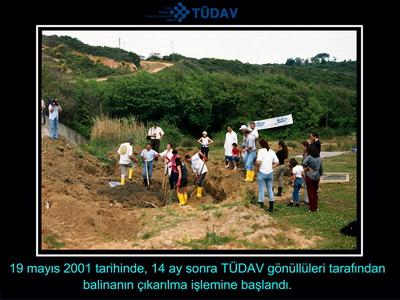 Bir balinanın hikayesi 2000