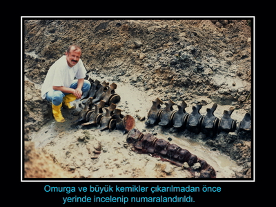 Bir balinanın hikayesi 2000