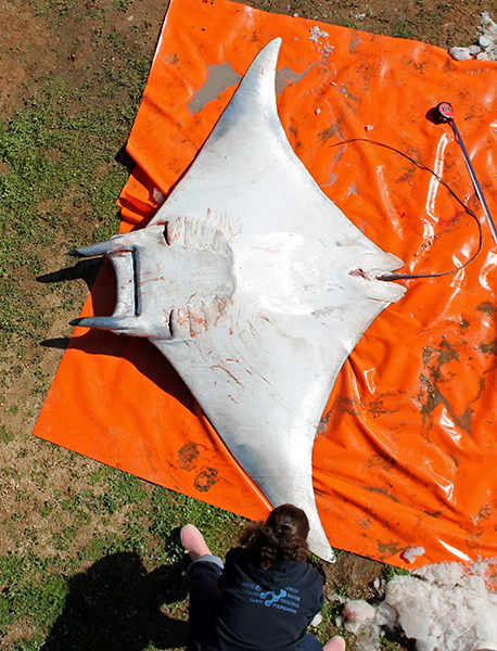 Press Release – Sharks, Rays, Skates Should Be Protected