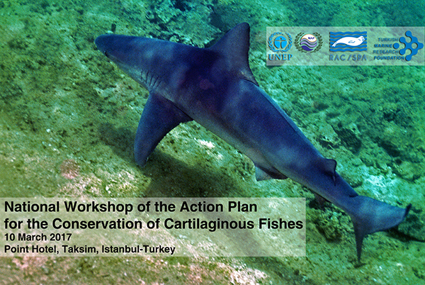Press Release – Sharks, Rays, Skates Should Be Protected