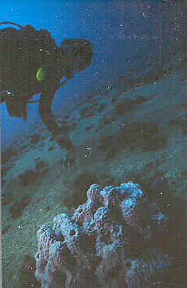 Turkish Aphrodite Project (Supported by RAC/SPA and ICRAM) 2002