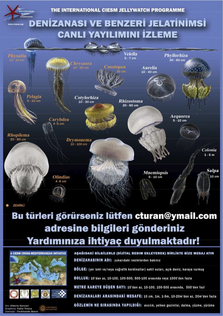 CIESM Denizanası ve Benzer Jelatinimsi Canlılar İzleme Programı