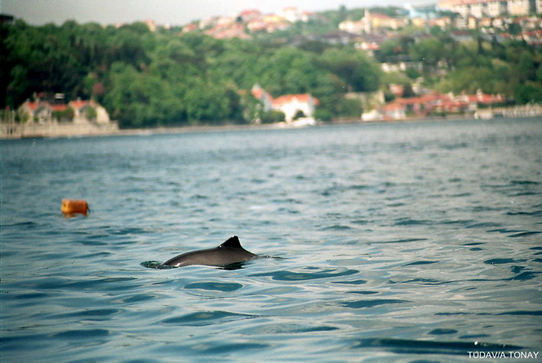 Street Boys of the Bosphorus – Dolphins in Istanbul Strait