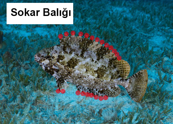 Uluslararası Ortak Basın Bildirisi – Akdeniz’deki Toksin İçeren Zehirli Yabancı Türler Hakkında