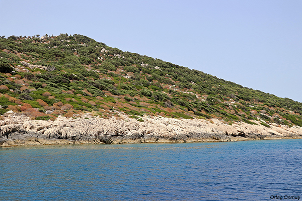 Basın Bülteni – Kalkan’ın Bölgesindeki Adalarda Nadir Ada Martısı Türü Gözlendi
