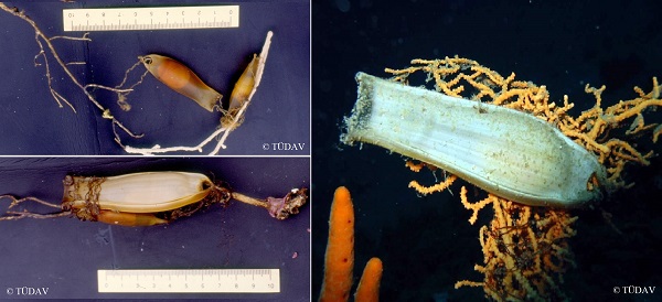 Cartilaginous Fish Research and Conservation Programme in Turkey by TUDAV