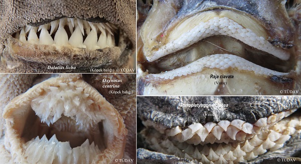 Cartilaginous Fish Research and Conservation Programme in Turkey by TUDAV