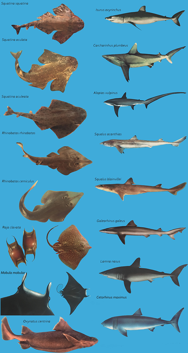 Cartilaginous Fish Research and Conservation Programme in Turkey by TUDAV