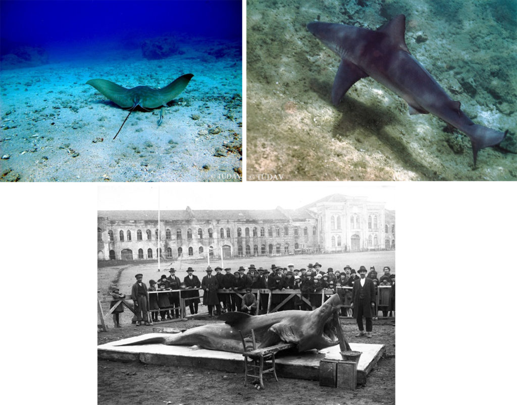 Cartilaginous Fish Research and Conservation Programme in Turkey by TUDAV