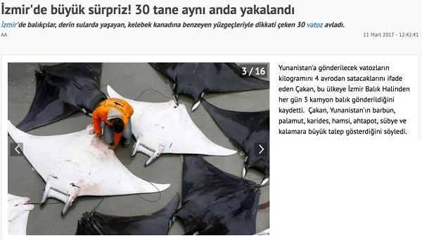 Cartilaginous Fish Research and Conservation Programme in Turkey by TUDAV