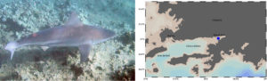Cartilaginous Fish Research and Conservation Programme in Turkey by TUDAV