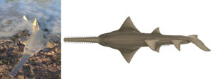 Cartilaginous Fish Research and Conservation Programme in Turkey by TUDAV