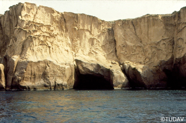 Akdeniz Foku ve Korunması