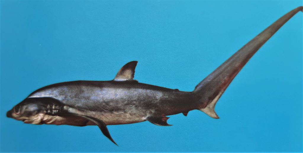 Türkiye Deniz ve İçsularında Koruma Altındaki Türler